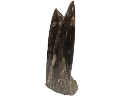 ORTHOCERAS fosilie - cca 1167 g - 21x9x6 cm