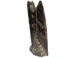 ORTHOCERAS fosilie - cca 1167 g - 21x9x6 cm